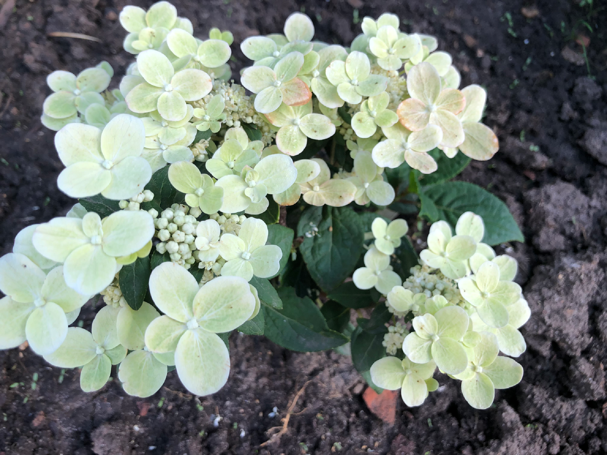 Гортензия Полестар, июль 2025