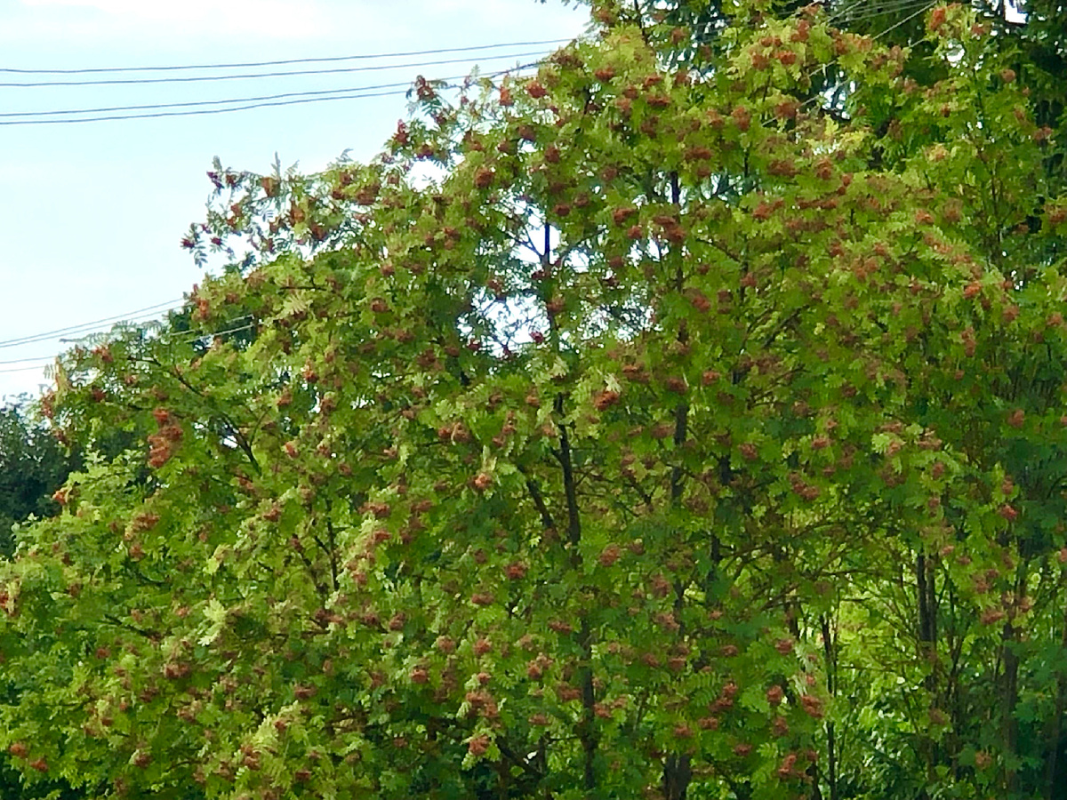 Рябина в середине июля 2025