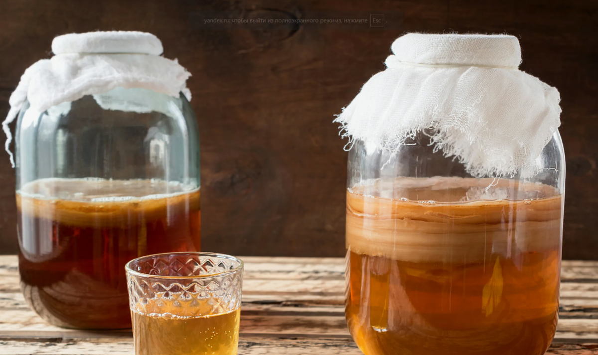 чайный гриб