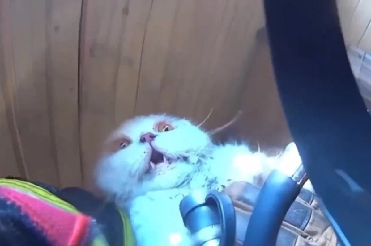    Появились кадры спасения кота при пожаре сотрудником МЧС в Чебоксарах