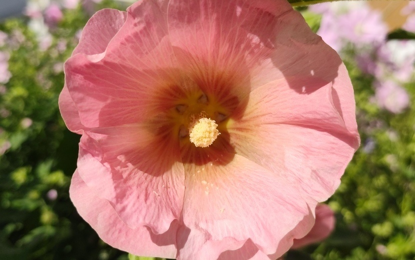    Погода в Ижевске на день: 15 июля до +26°С и без осадков