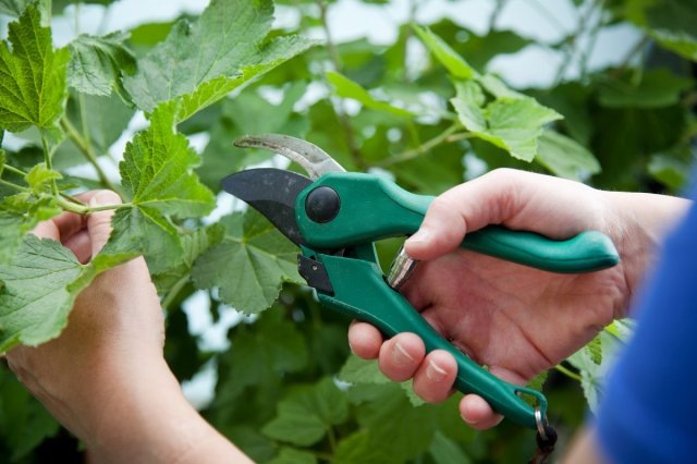 Что нужно сделать со смородиной после сбора урожая