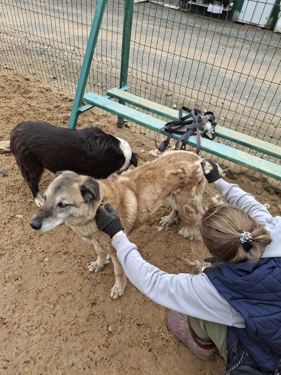 Вычесать Васю - целая проблема, у него и шерсть, и подшерсток вылезают очень интенсивно. Работы тут много, но собака терпит, понимает, как это нужно