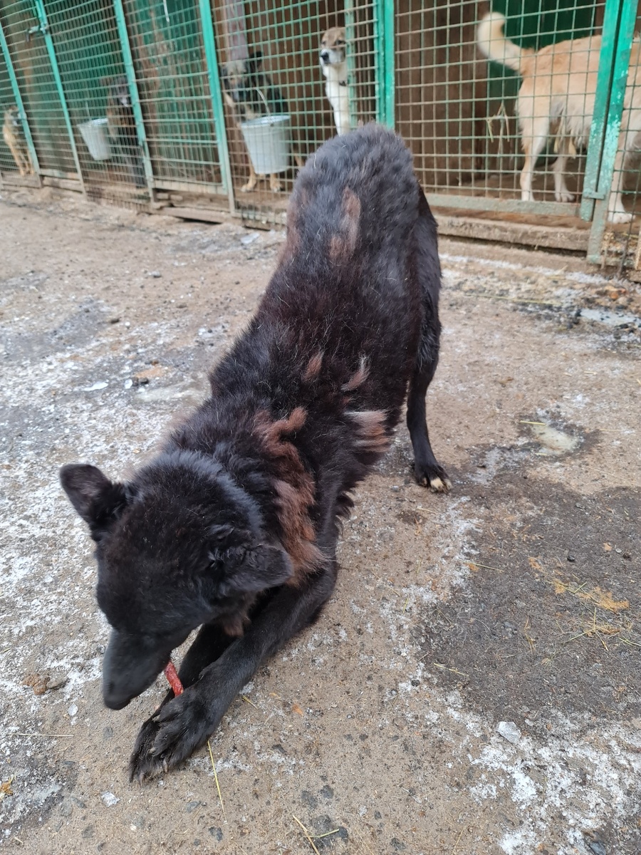 В период линьки шубка собаки выглядит неряшливо, и немало усилий требуется для того, чтобы привести ее хотя бы в относительный порядок
