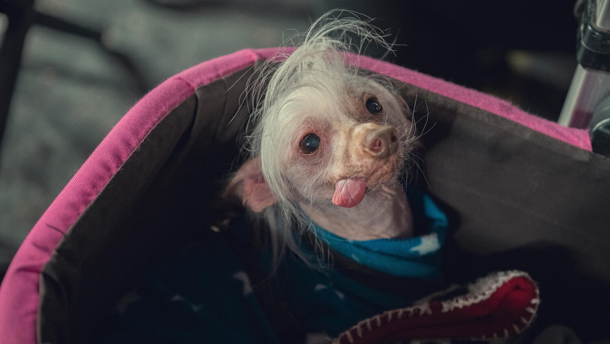 🎬 «Чересчур» — Лина Данэм о любви без фильтров