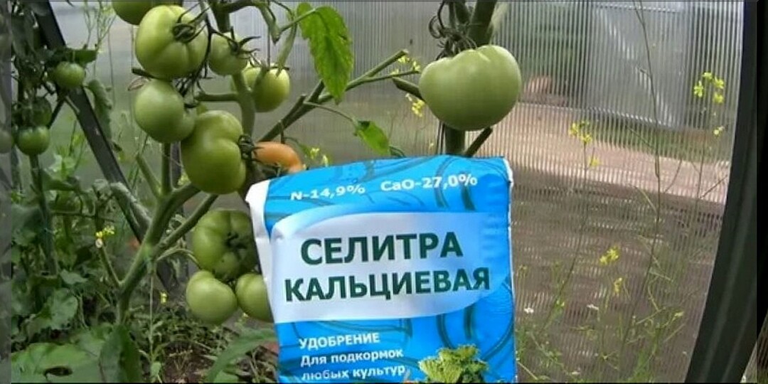 Зачем в июльскую жару подкармливать томаты кальциевой селитрой: быстро избавляемся от вершинной гнили томатов