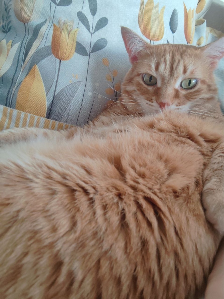 Котенок, подобранный на улице 9 лет назад, немного подрос