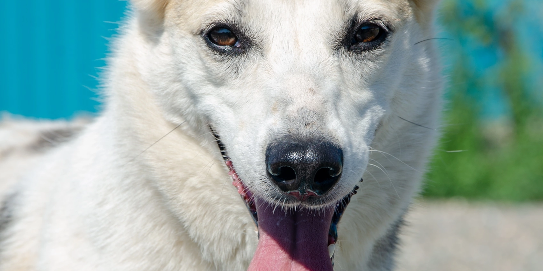 Сладкая девчонка Зефирка ждёт семью в приюте уже 6 лет… 😔