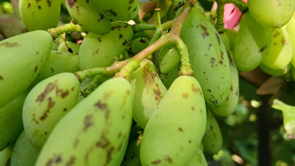 Дожди, жара, снова дожди… Что делать с виноградом