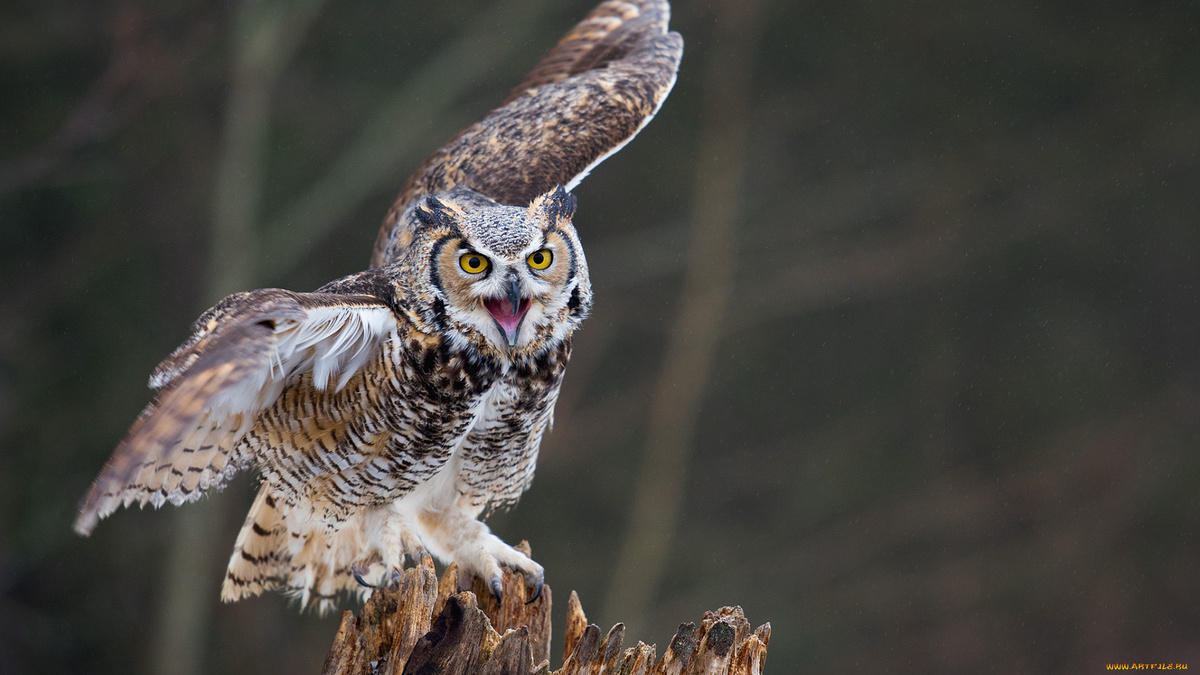 Фото с сайта: https://artfile.me/download/zhivotnye-sovy-klyuv-perya-ptica-1186715/1920x1080