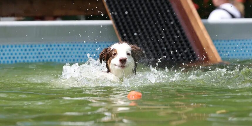    Судя по довольной морде, пушистику по душе развлечение.Елена Купцова