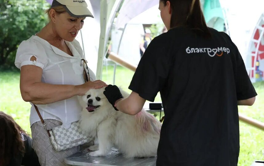    Теперь шпиц будет привлекать внимание ярким окрасом.Елена Купцова