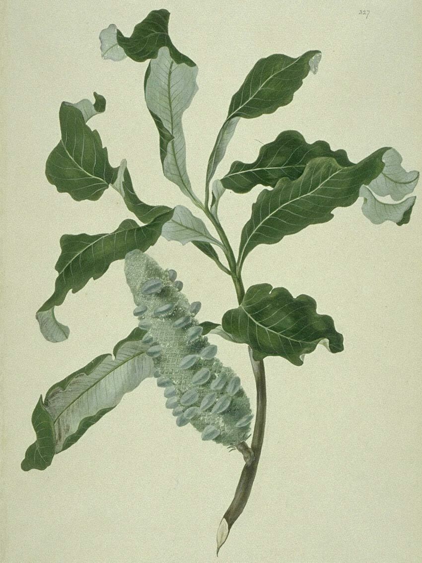 Иллюстрация из «Флорариума» Бэнкса