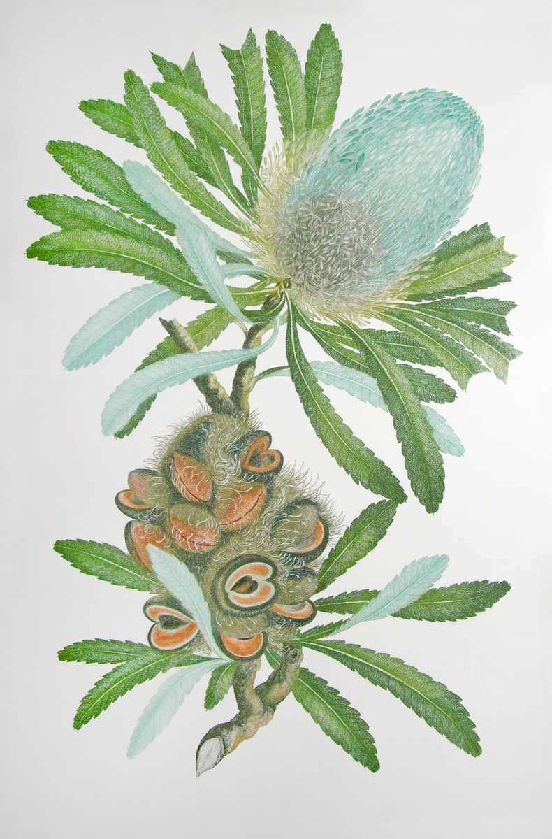 Иллюстрация из «Флорариума» Бэнкса