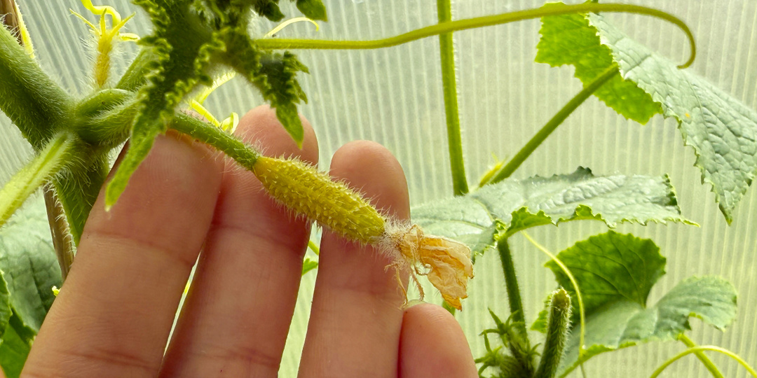 Желтеют завязи огурцов, желтеют листья, огурцы ключком - срочно полейте этим настоем, вмиг позеденеют и завалят урожаем