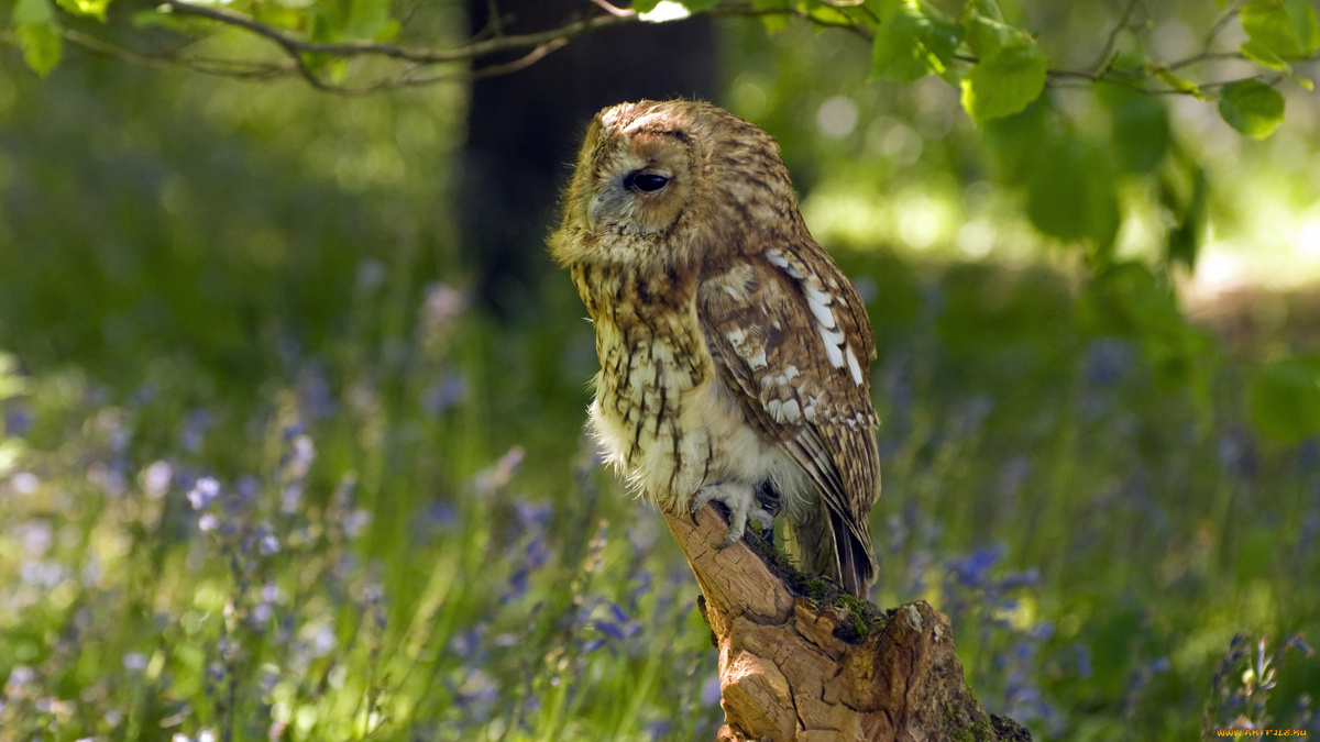 Фото с сайта: https://artfile.me/download/zhivotnye-sovy-koryaga-sova-ptica-cvety--985650/1920x1080