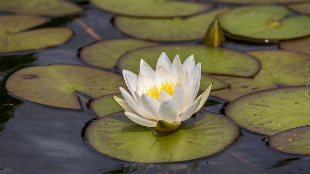 1. Белая кувшинка... © NickFW.ru — 04.07.2025г.