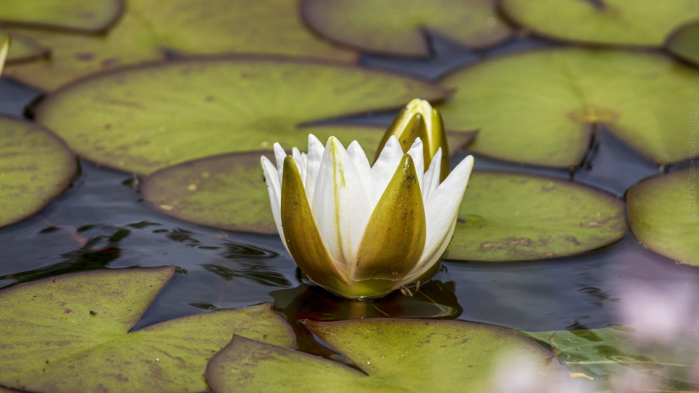 2. Белая кувшинка... © NickFW.ru — 04.07.2025г.