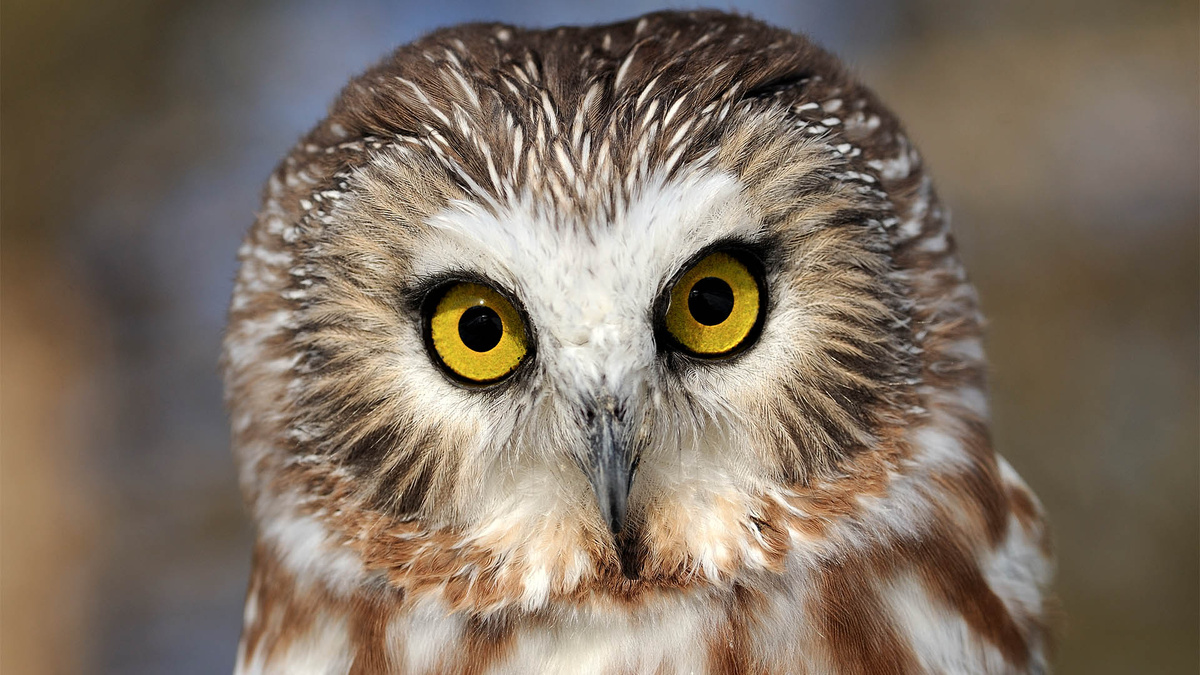 Фото с сайта: https://housatonicheritage.org/?attachment_id=446