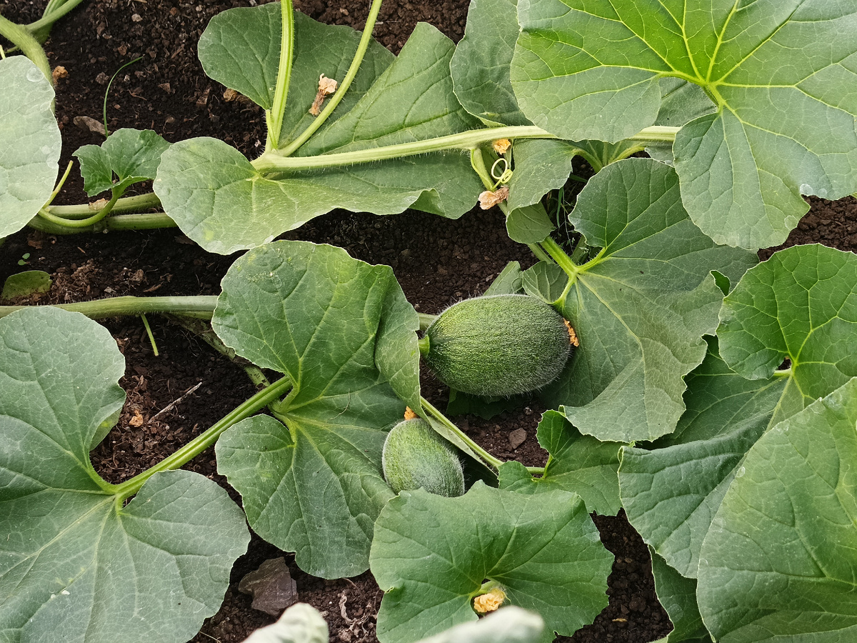 Дыньки завязались