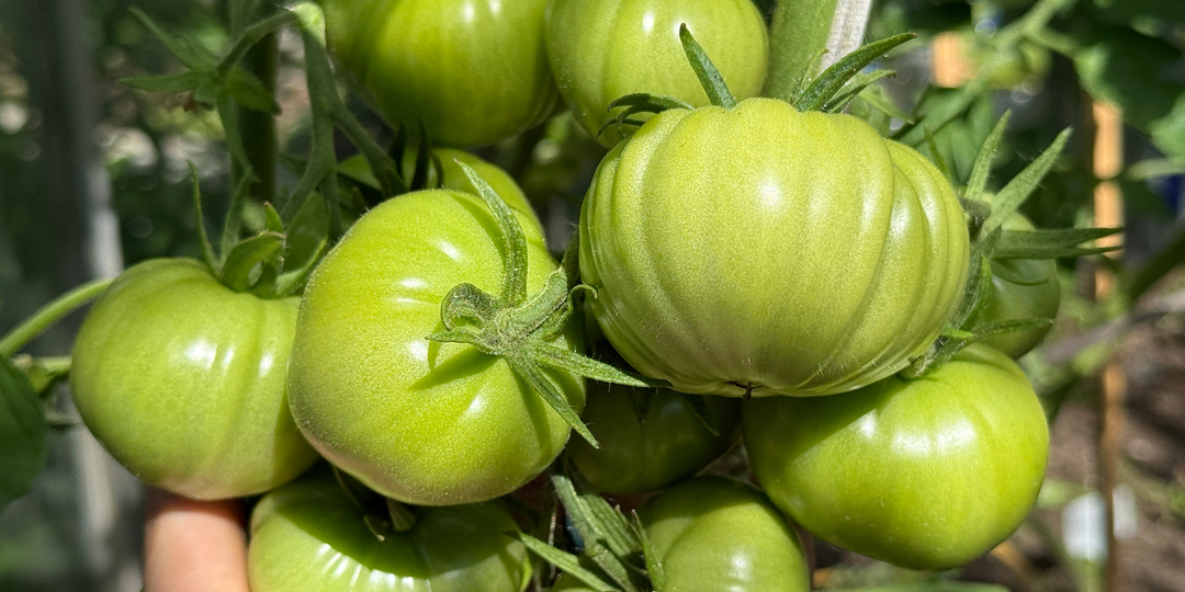 1 ложка — и томатов нарастает тонна: будут крупные, огромными кистями, завалят урожаем. Самая эффективная натуральная подкормка