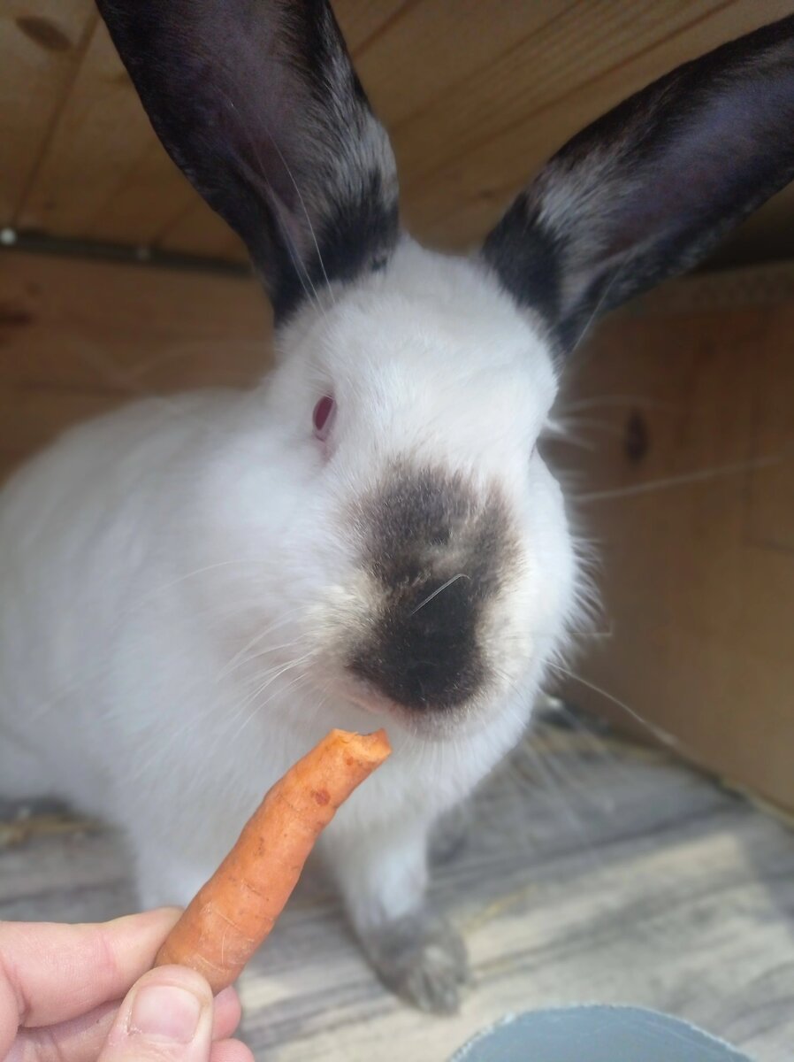 Калифорнийская крольчиха Альфа 