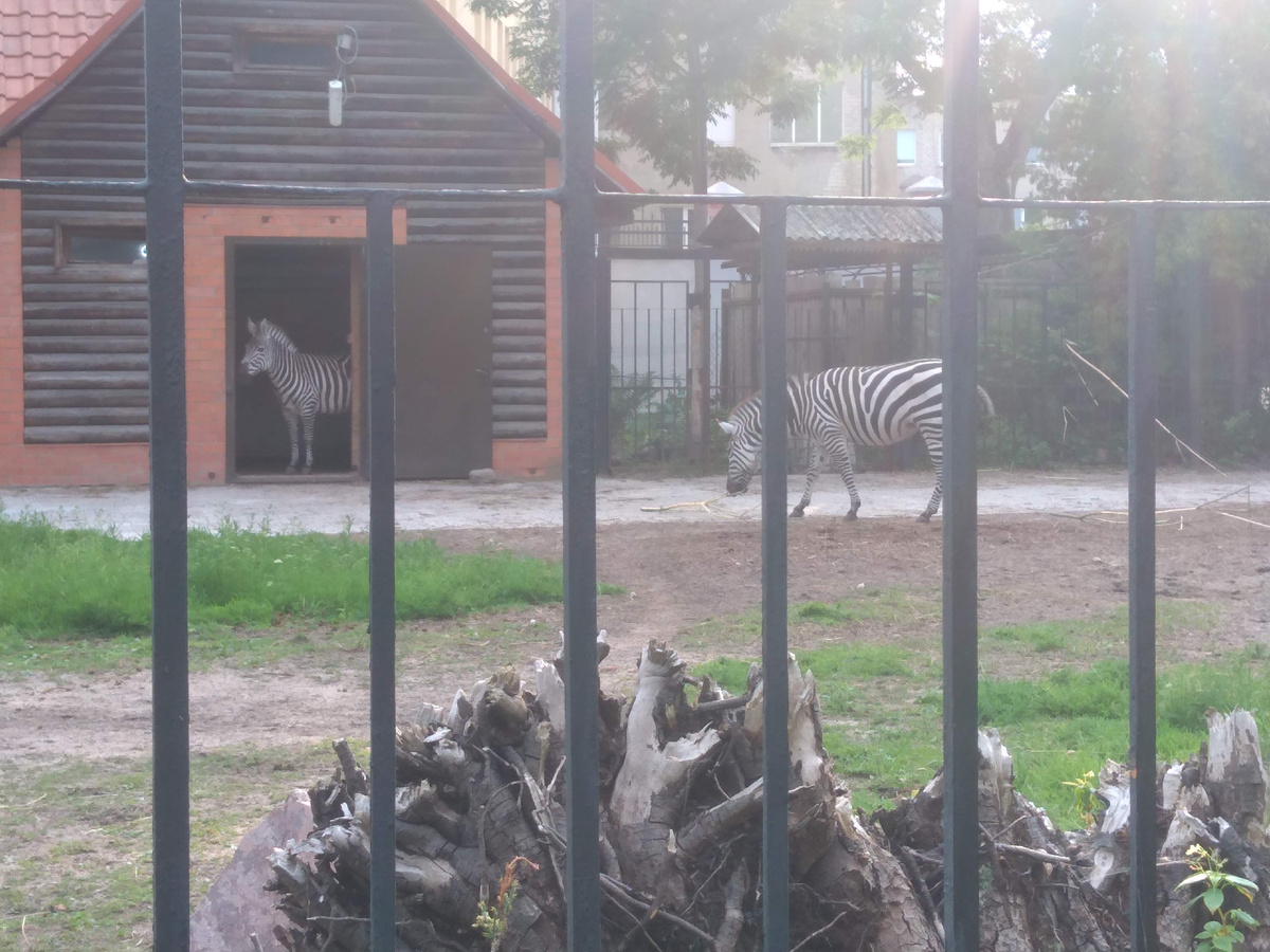 Немного зебры