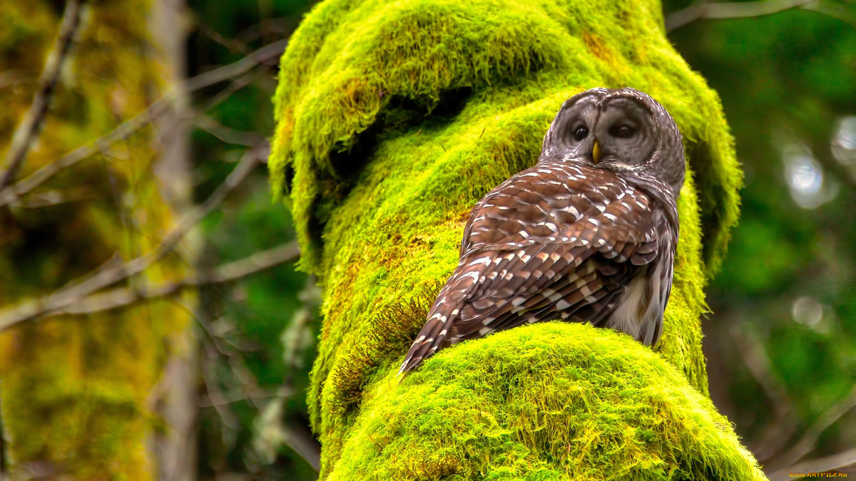 Фото с сайта: https://artfile.me/download/zhivotnye-sovy-sova-1452565/1920x1080