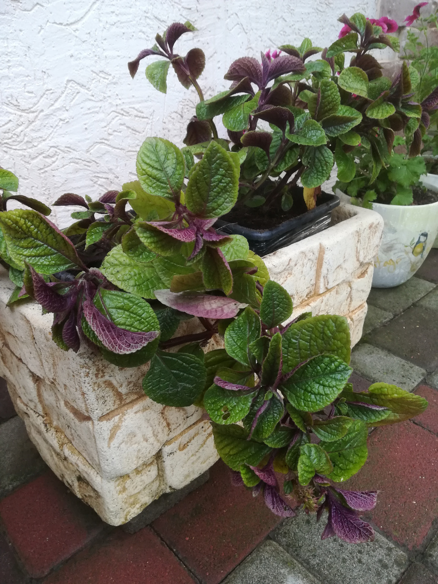 Плектрантус Эртендаля 