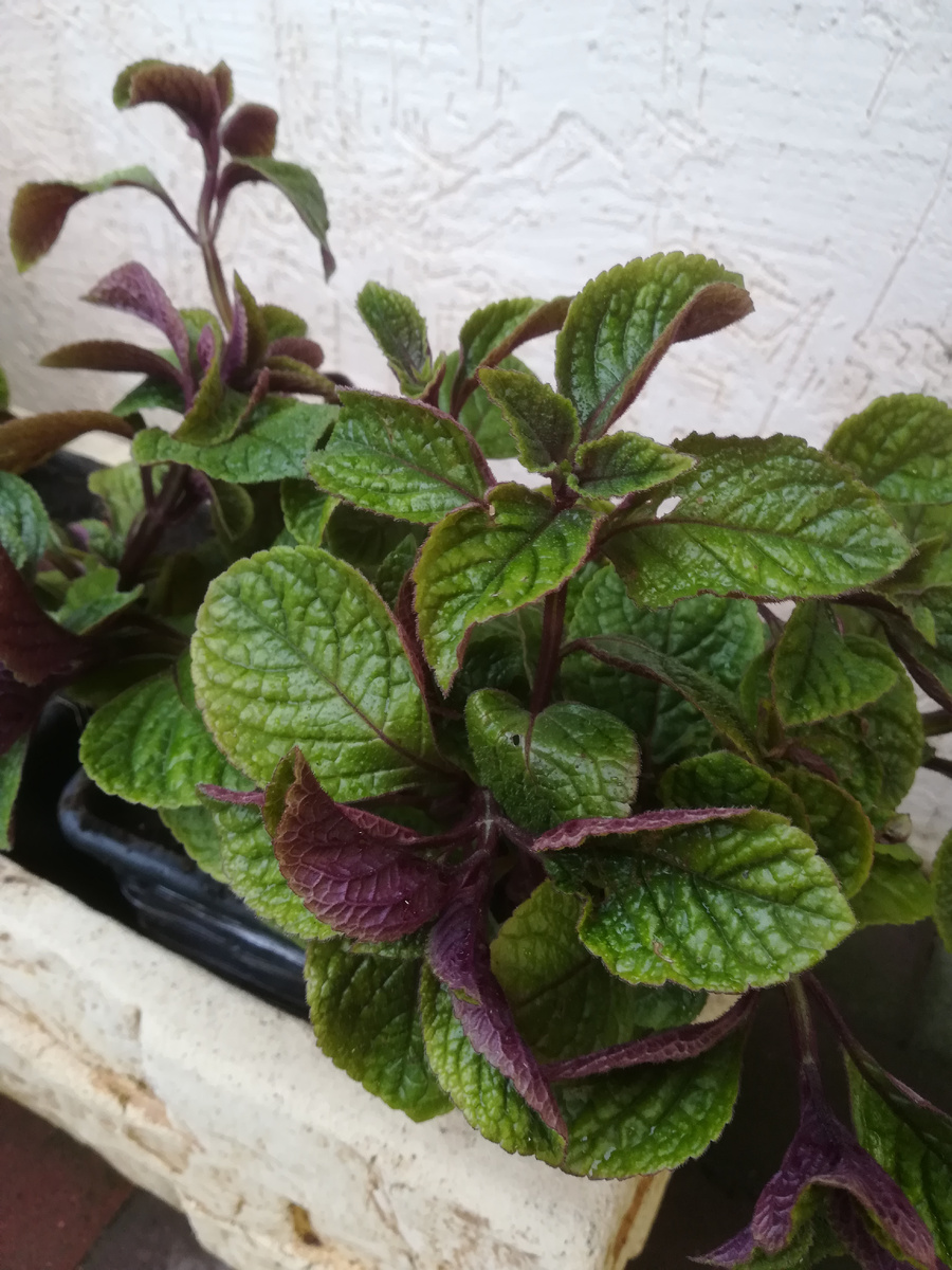 Плектрантус Эртендаля 