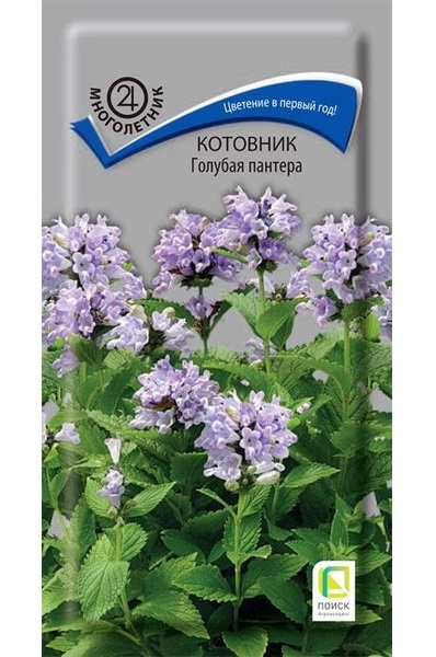 Котовник полусидячий Blue Panthere - семена