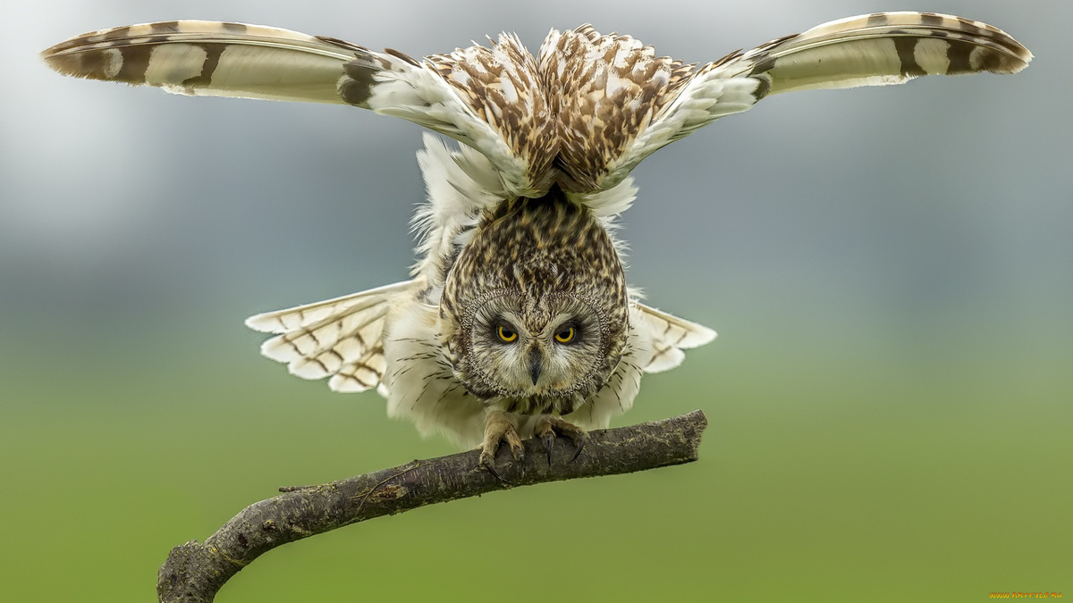 Фото с сайта: https://artfile.me/download/zhivotnye-sovy-derevo-pticy-bolotnaya-so-1350294/1920x1080