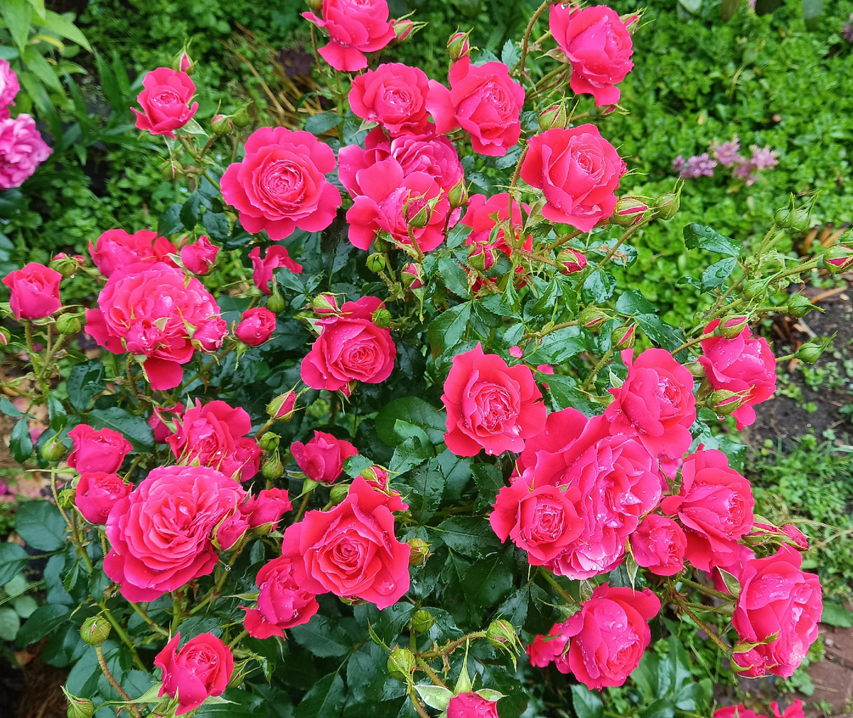 ЧЕРРИ ГЕРЛ, 2025