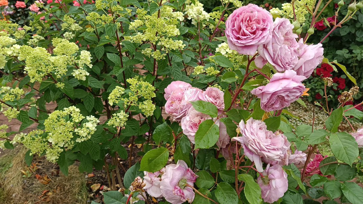 ФРАНЦУЗСКОЕ ПЛАТЬЕ, 2025