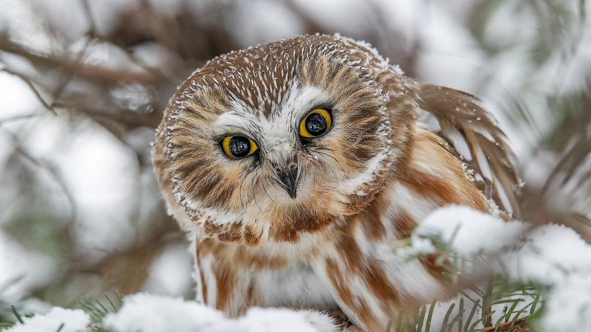 Фото с сайта: https://expothemes.com/themes/great-grey-owl-windows-theme