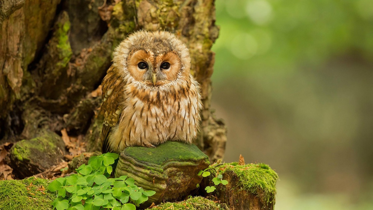 Фото с сайта: https://www.zastavki.com/eng/Animals/Birds/wallpaper-94881-9.htm