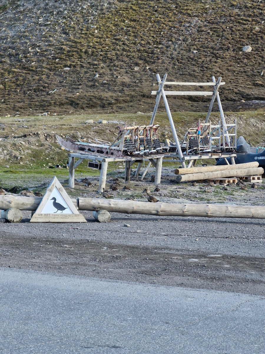 Утки. Некоторые сидят на гнёздах, другие выхаживают птенцов