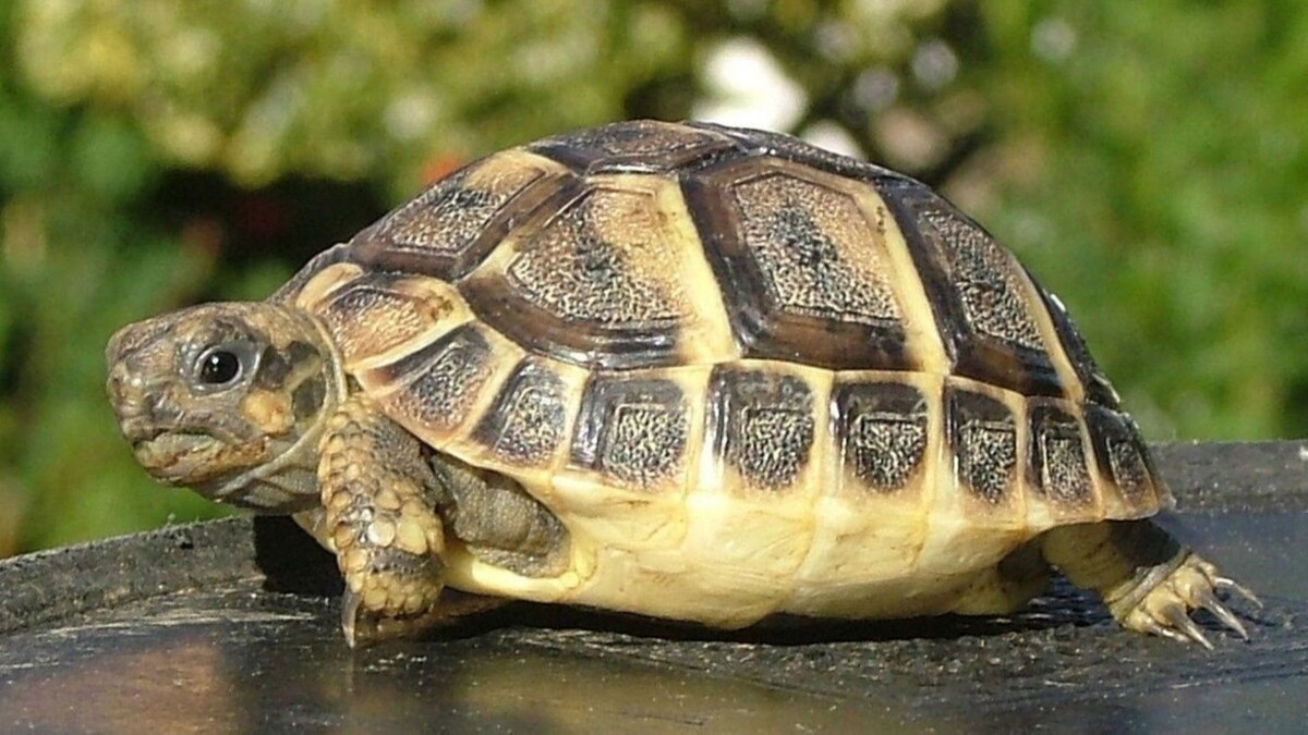 Фото с сайта: https://dnes.dir.bg/obshtestvo/dve-suhozemni-kostenurki-zadarzhaha-mitnicharite-na-kapitan-andreevo