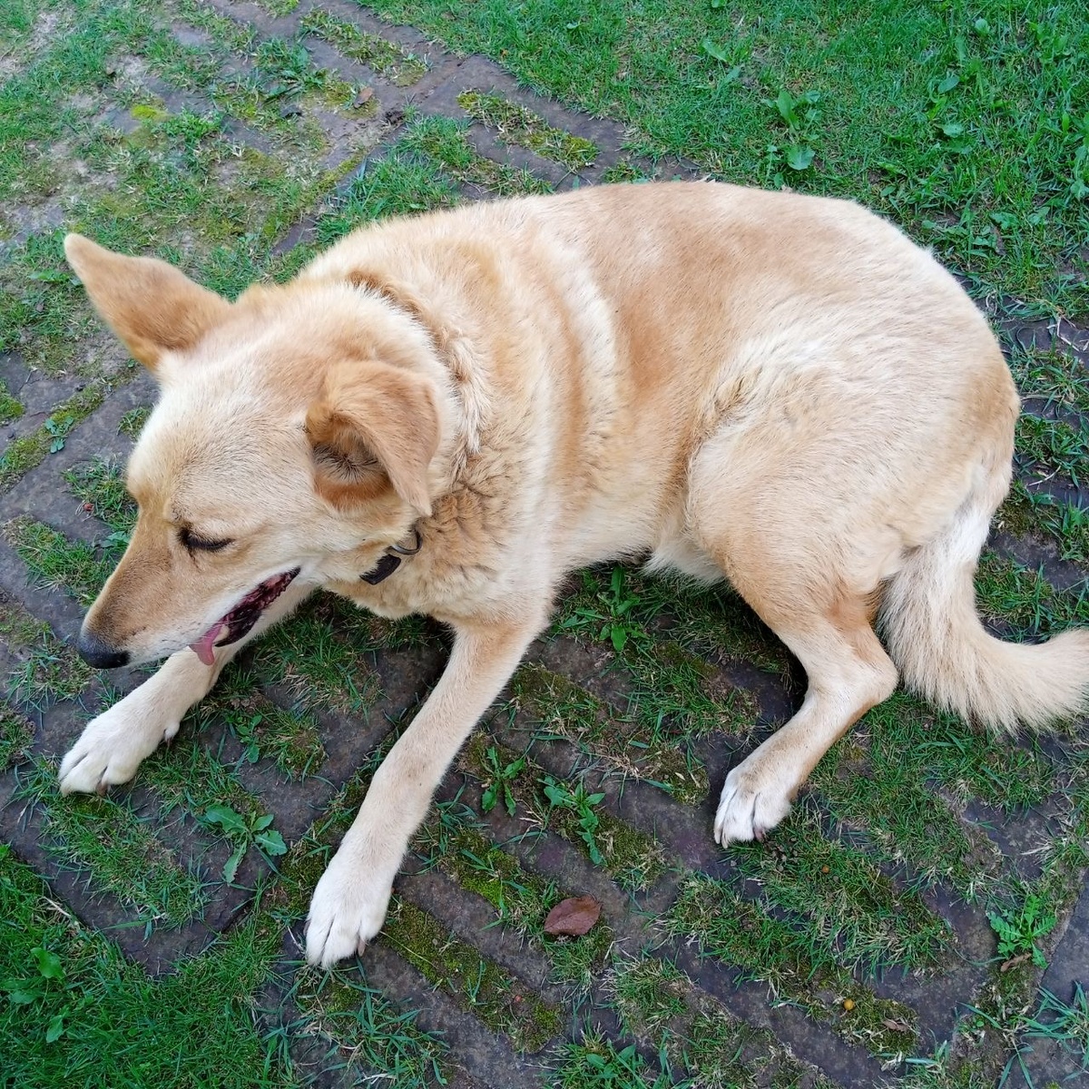 Вот наш Охраничик.