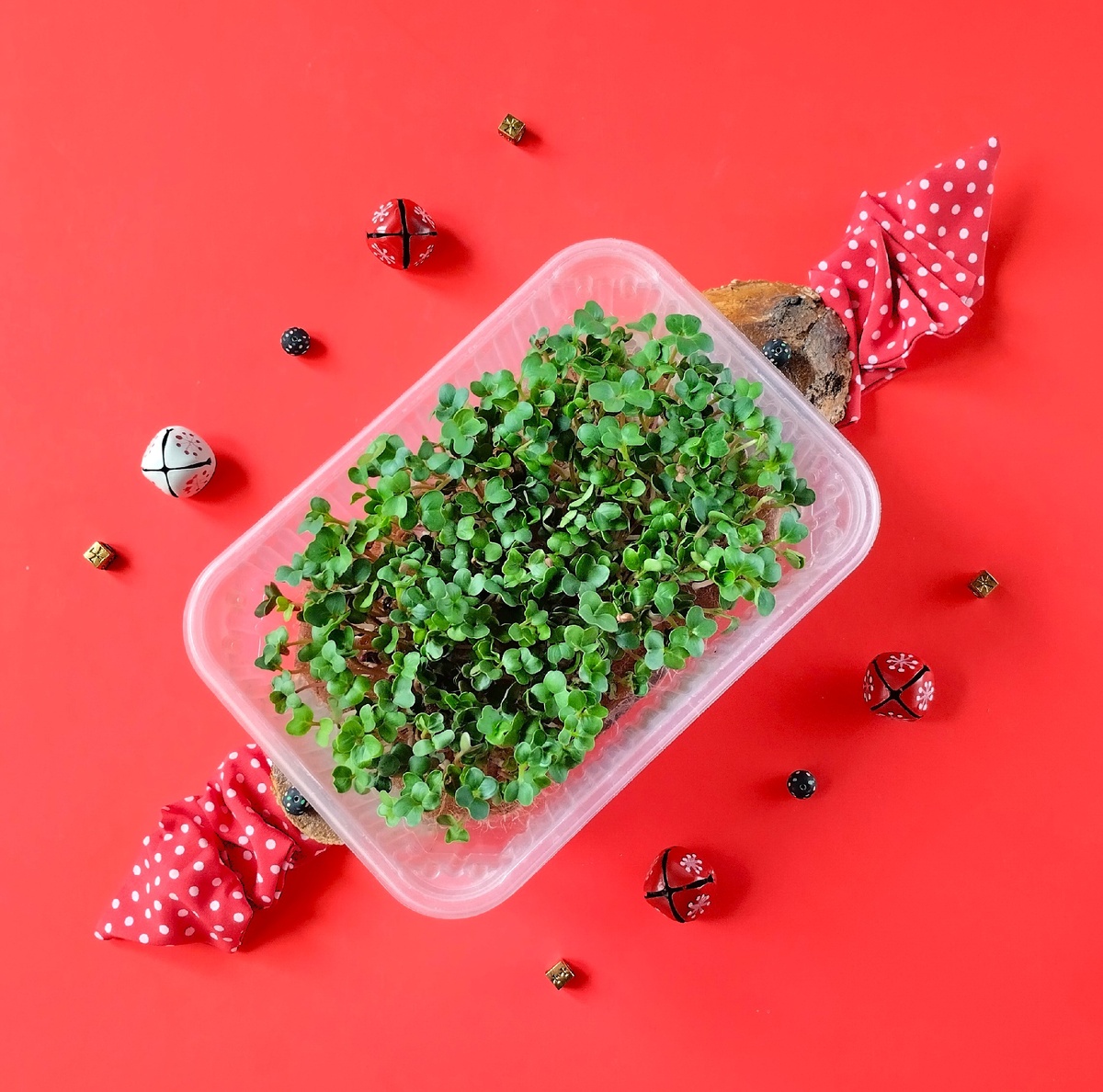 Микрозелень редьки "Пикантная".