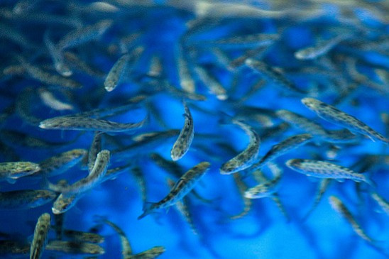 Фото: Евгений Костин/ТАСС