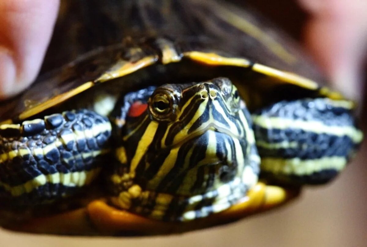    Черепаха устроила пожар в жилом доме в Лондоне