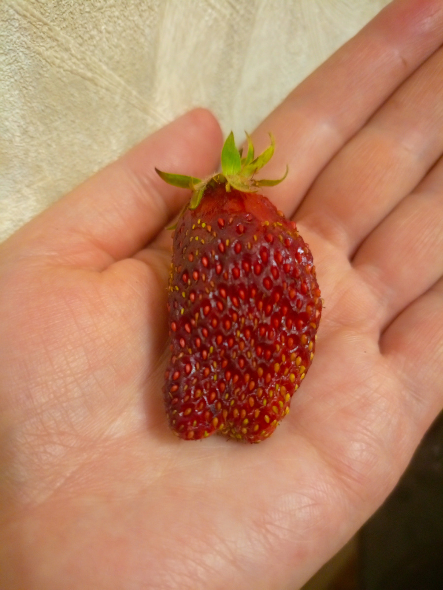 У Купчихи часто раздваивается носик ягоды