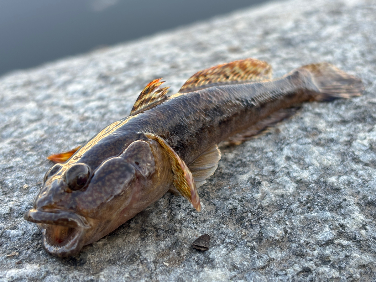 Бычок из Москвы-реки