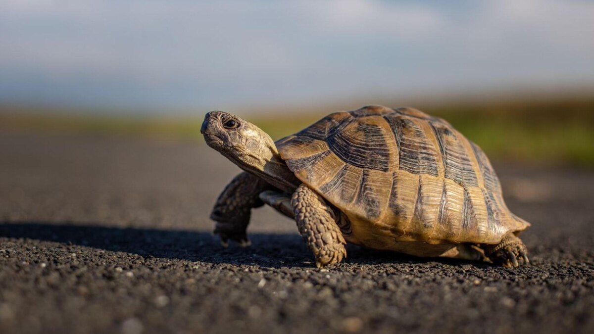 Фото с сайта: https://www.vesti.bg/sviat/