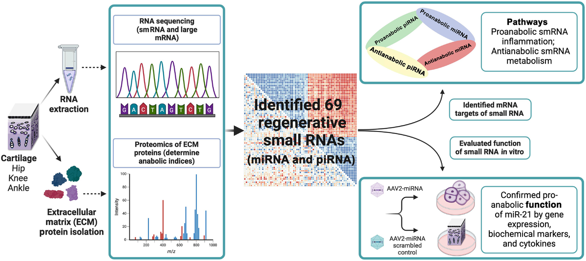 Схема исследования: изучение малых РНК хрящевой ткани и регенерации при остеоартрите.