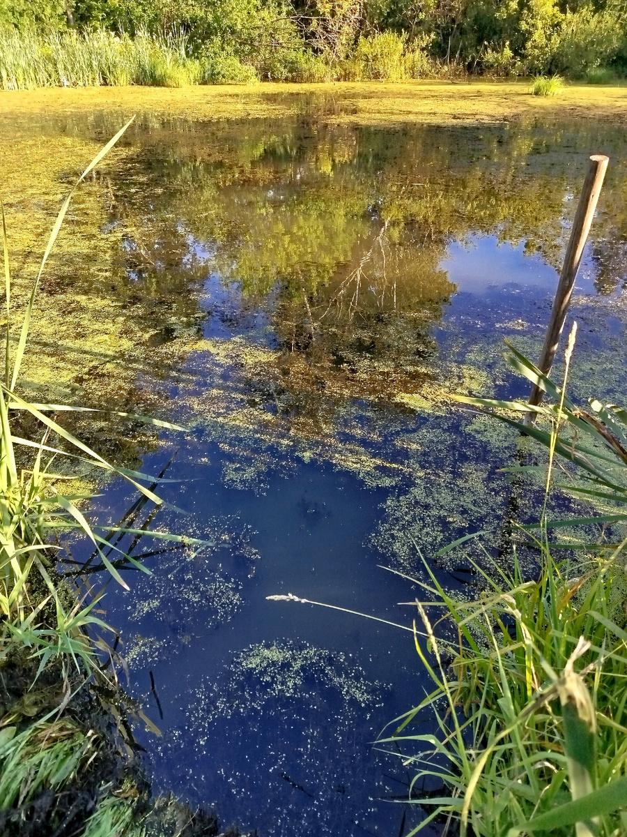 Сплошные заросли.