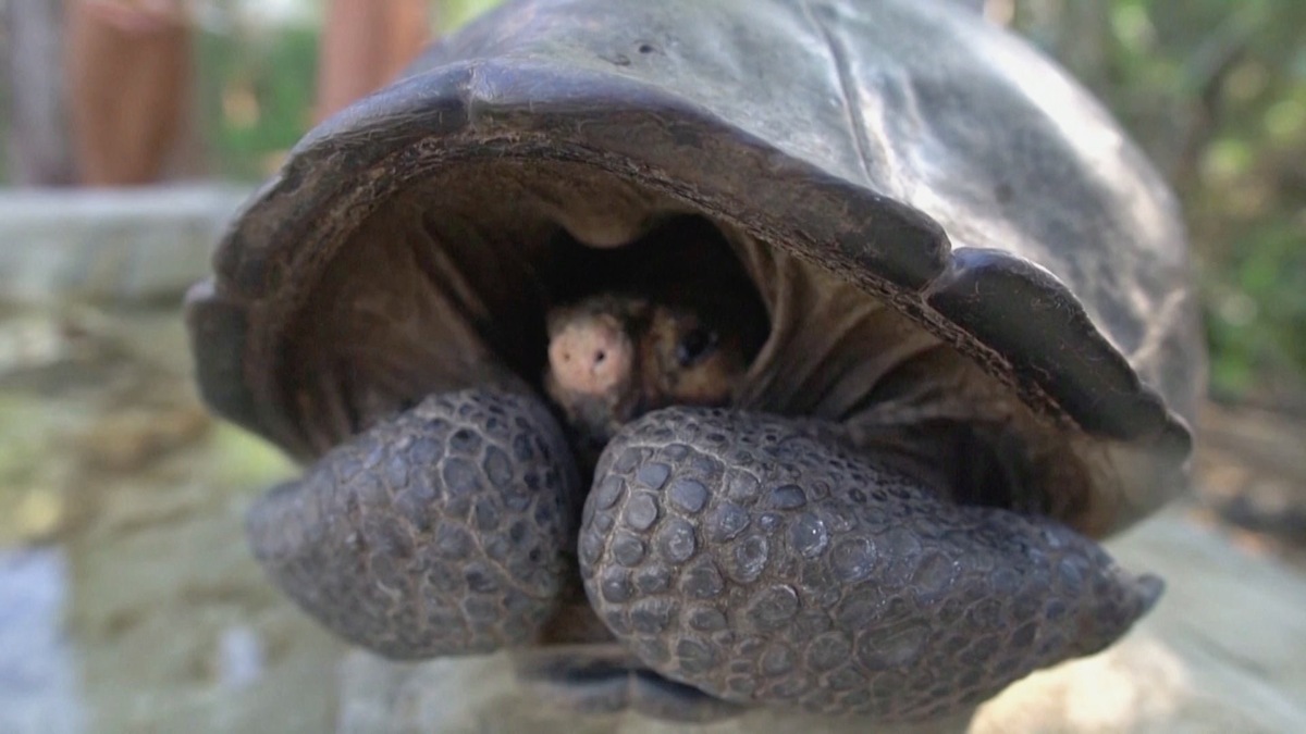 Фото с сайта: https://immunocap.ru/photo/raznovidnosti-cherepax-9-bukv/67