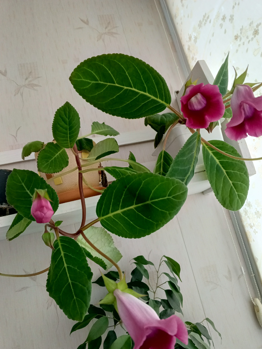 фото автора: мои цветочки глоксинии вам в ленту