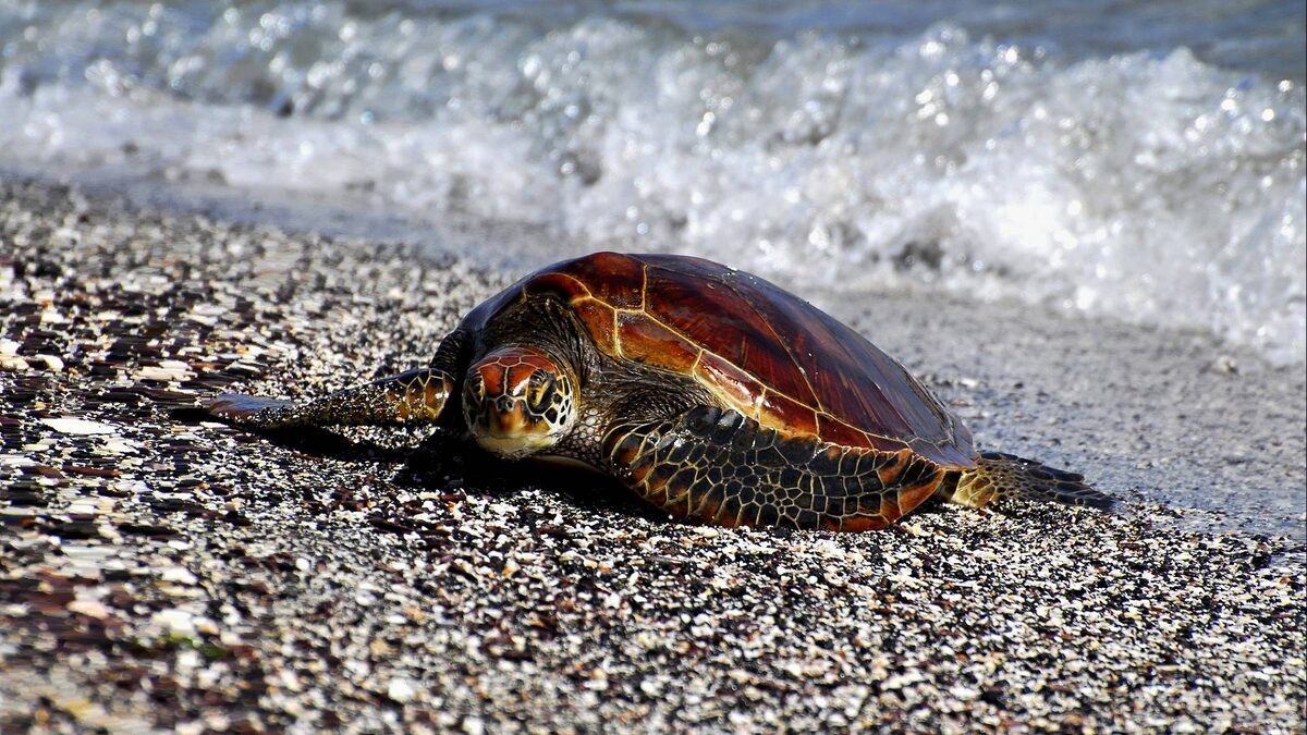 Фото с сайта: https://masyamba.ru/zhivotnye/kartinki-cherepahi.html